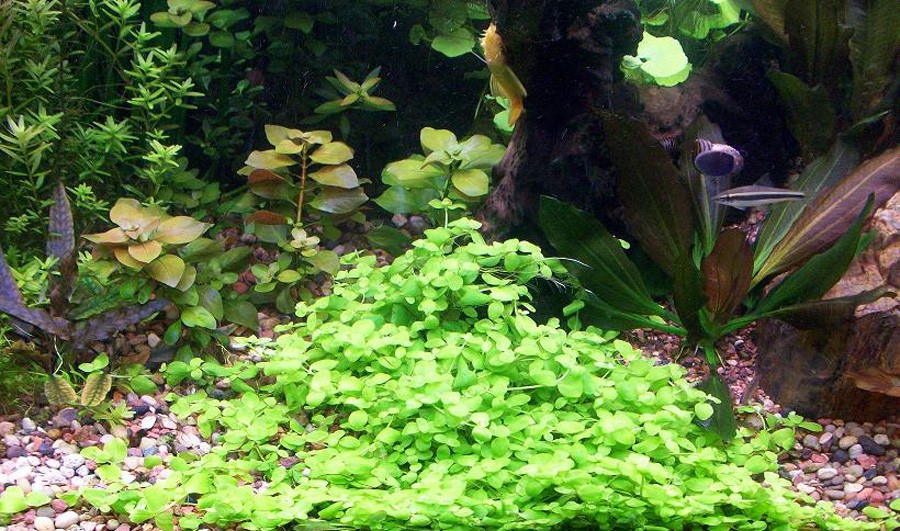 Bacopa Australis 6
