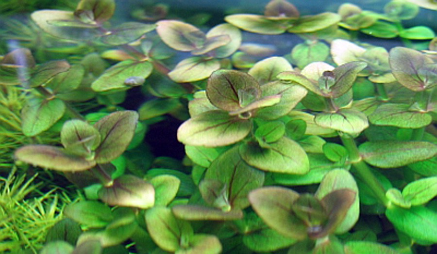 Hisopo tropical de Agua