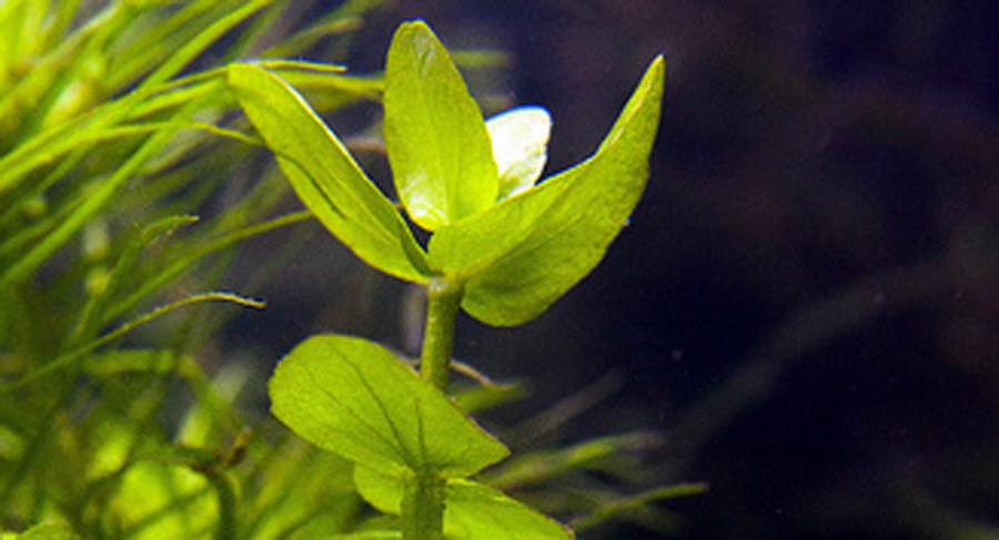 Bacopa Innominata 2