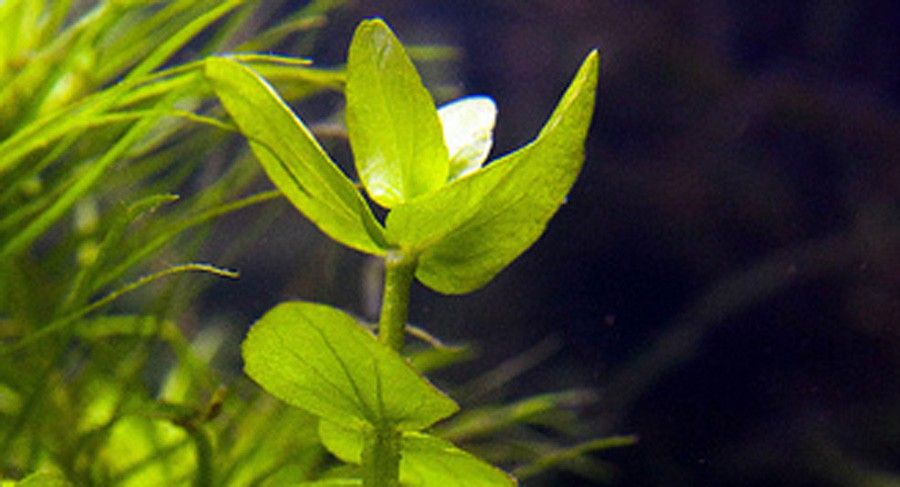 Bacopa Innominata 2