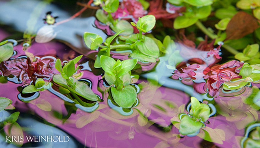 Bacopa Innominata 3