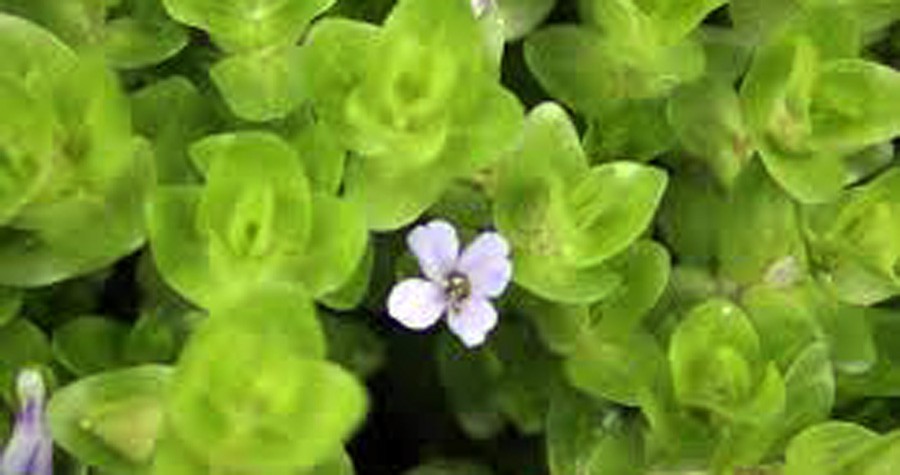 Bacopa Lanigera 2