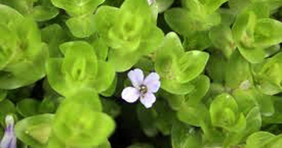 Bacopa Lanigera 2