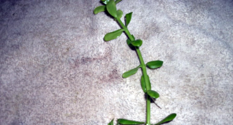 Bacopa Lanigera 3