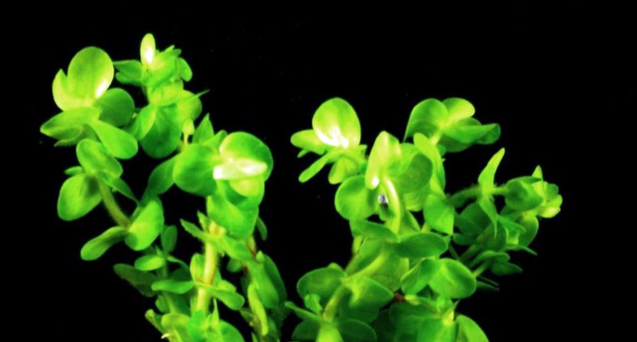 Bacopa Lanigera 4