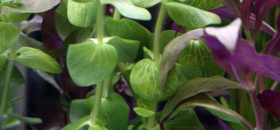 Bacopa Lanigera 5