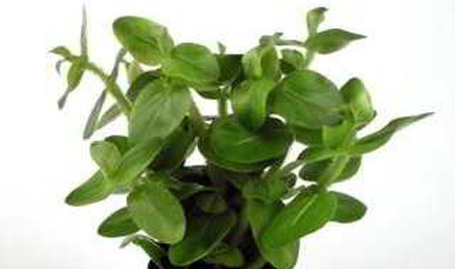 Bacopa Lanigera 6
