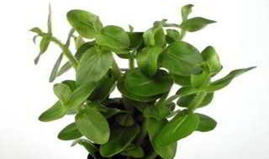 Bacopa Lanigera 6