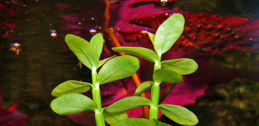 Bacopa Madagascar