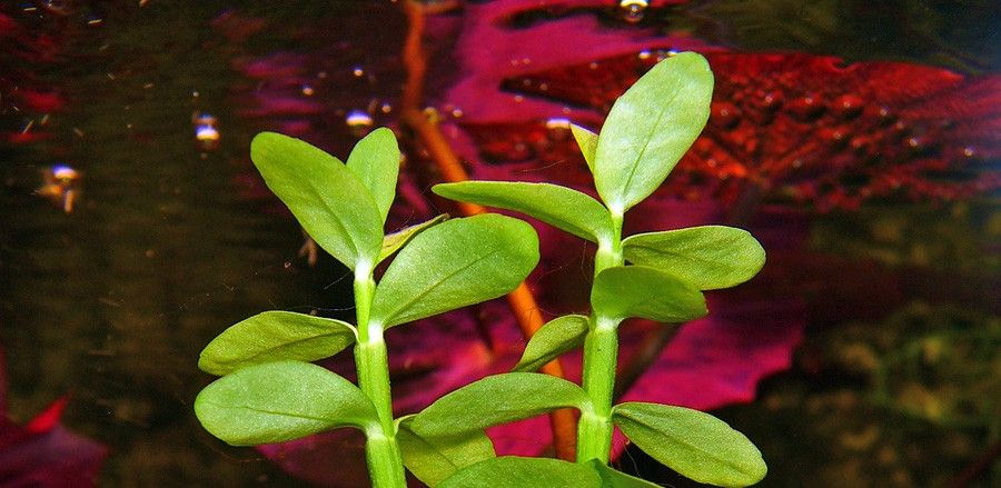 Bacopa Madagascar