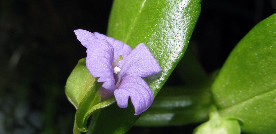 Bacopa Madagascariensis 2