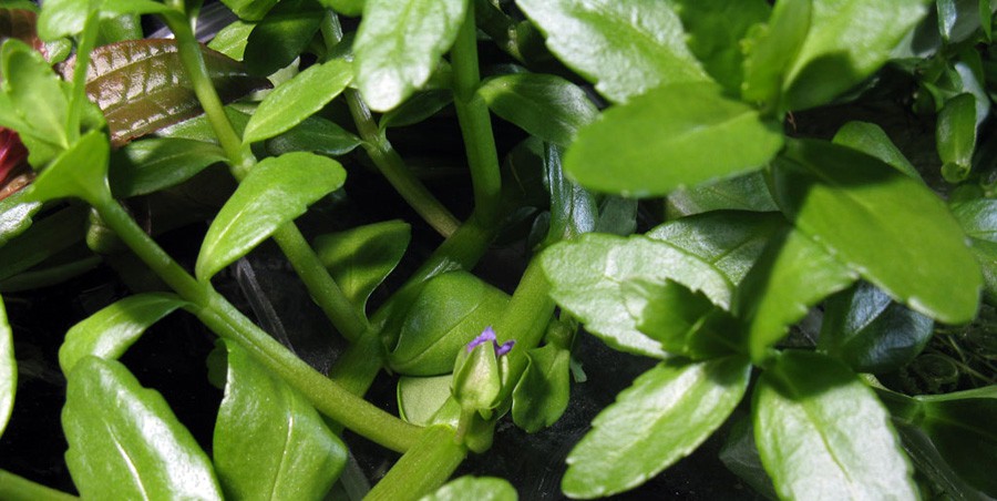 Bacopa Madagascariensis 3