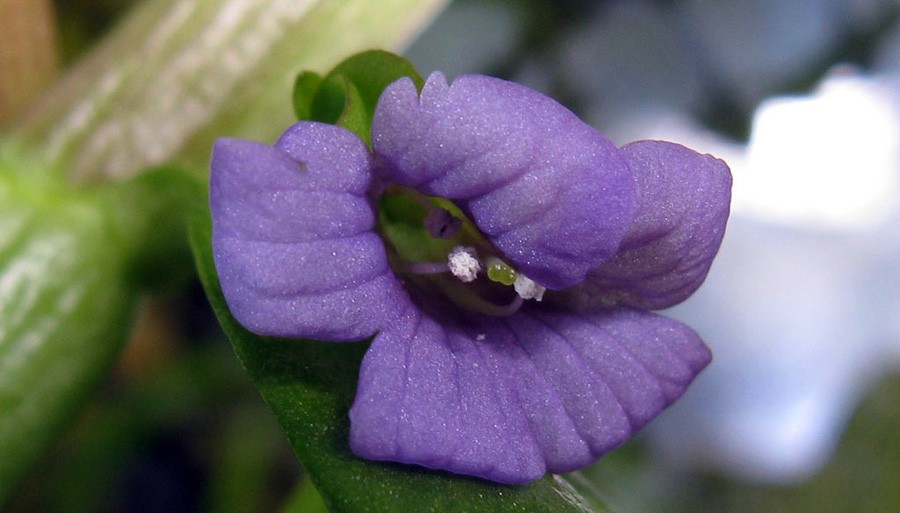 Bacopa Madagascariensis 4