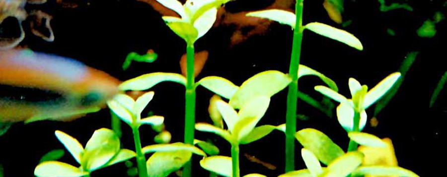 Bacopa Madagascariensis 5