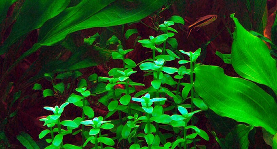 Bacopa Madagascariensis 6