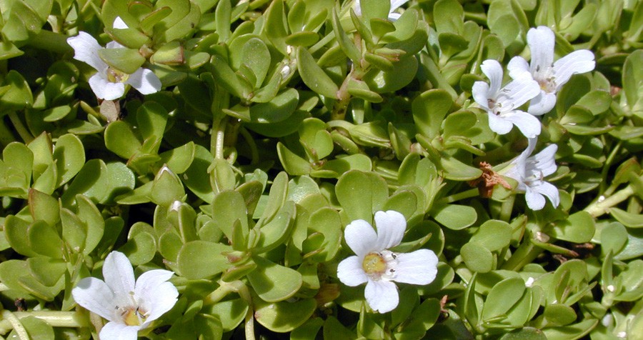 Bacopa Monnieri 2