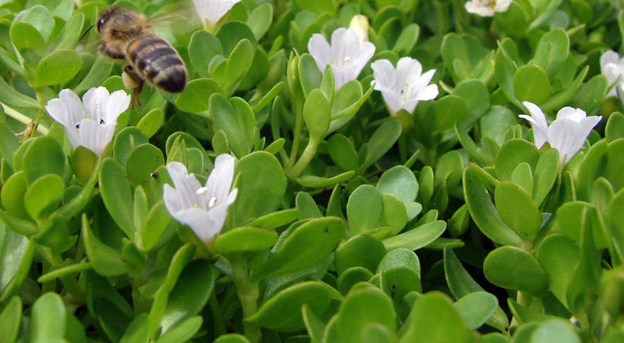 Bacopa Monnieri 3