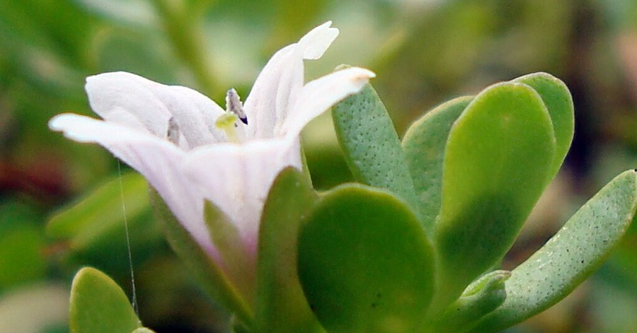 Bacopa Monnieri 4
