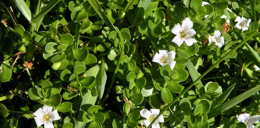 Bacopa Monnieri 5