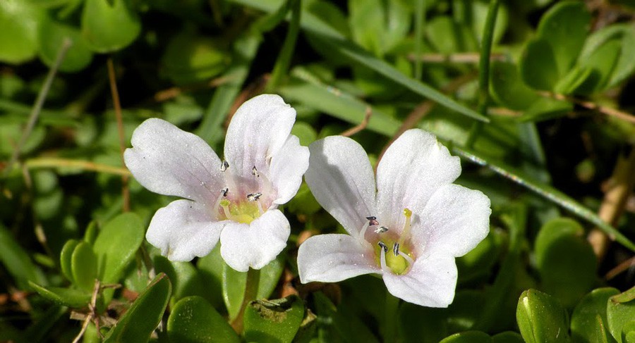 Bacopa Monnieri 6