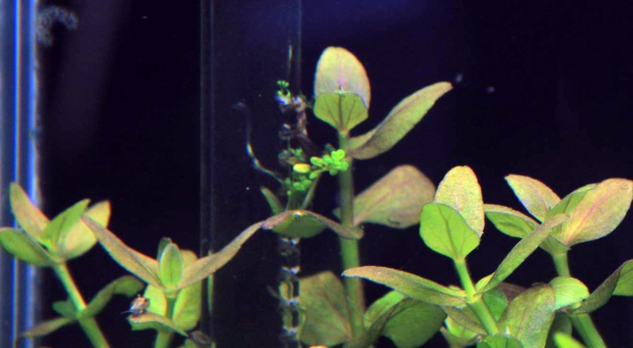 Bacopa Salzmannii