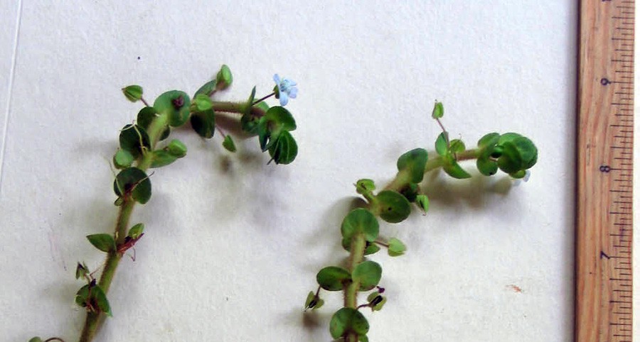 Bacopa Salzmannii 2