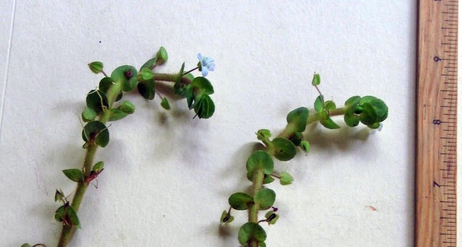 Bacopa Salzmannii 2