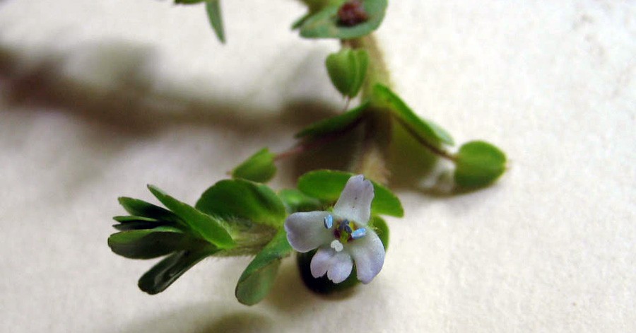 Bacopa Salzmannii 3