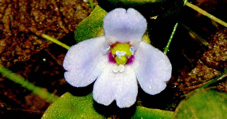 Bacopa Salzmannii 4