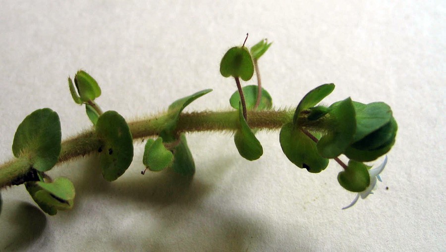 Bacopa Salzmannii 5