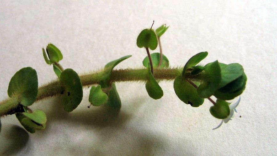 Bacopa Salzmannii 5