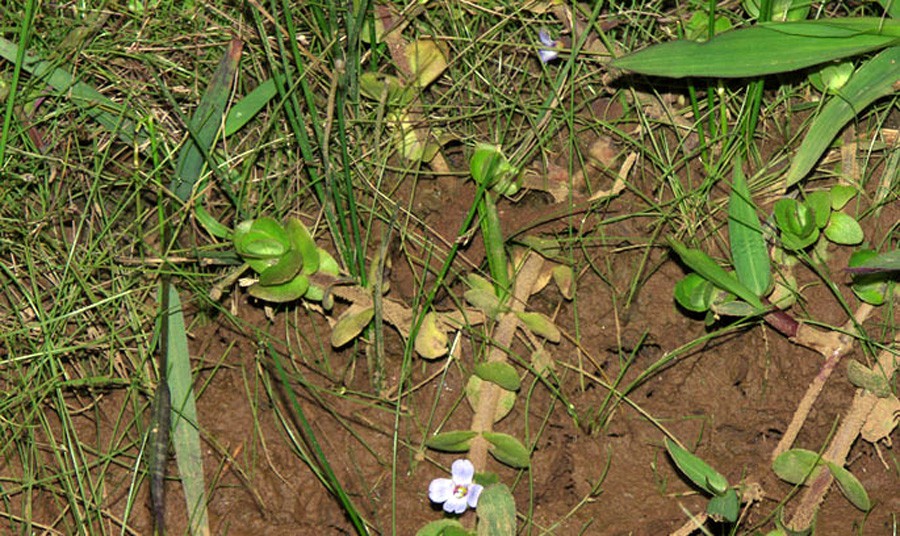 Bacopa Salzmannii 6