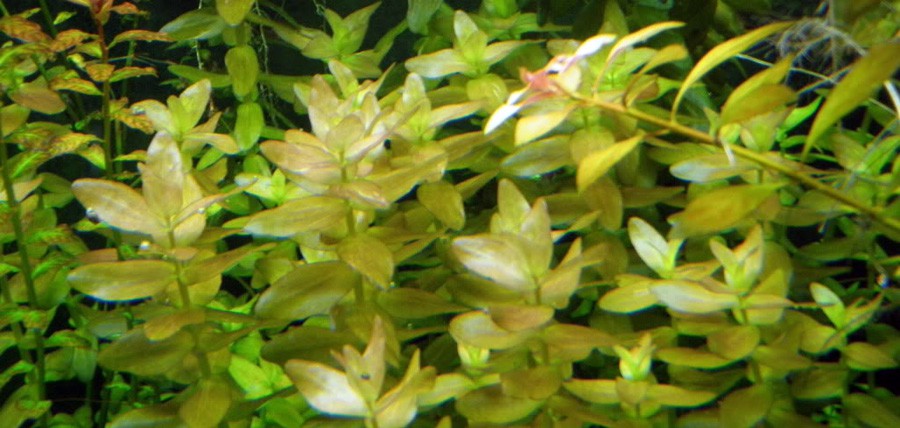 Bacopa Pink