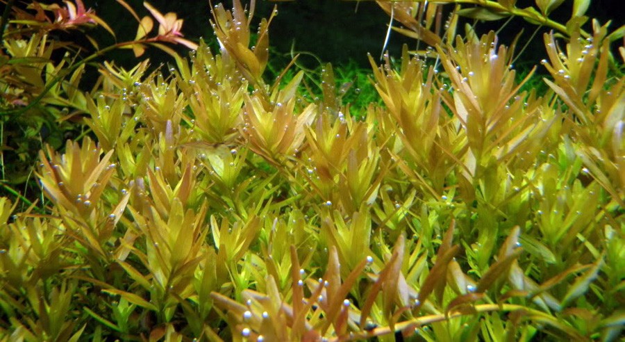 Bacopa sp. 'Colorata' 2