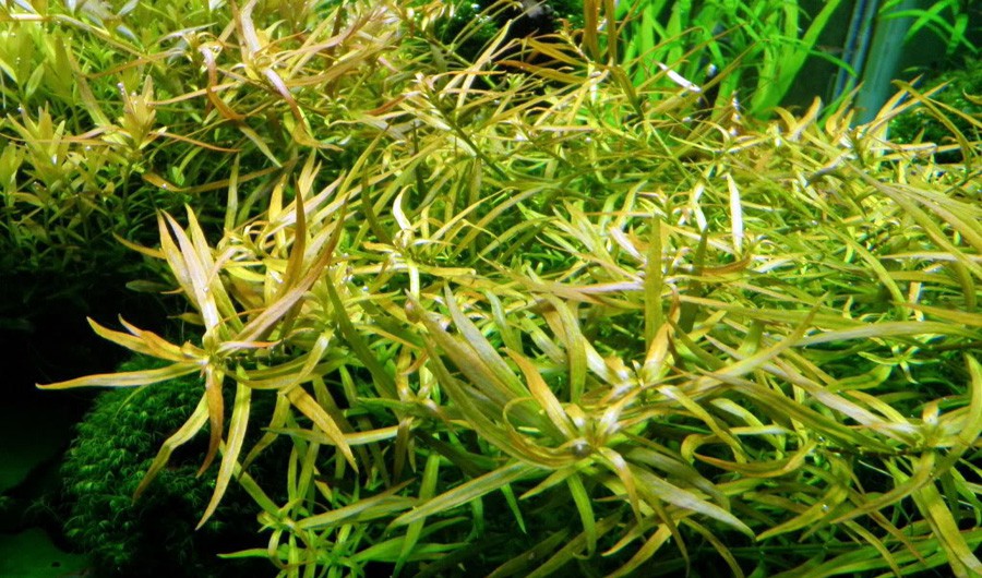 Bacopa sp. 'Colorata' 3