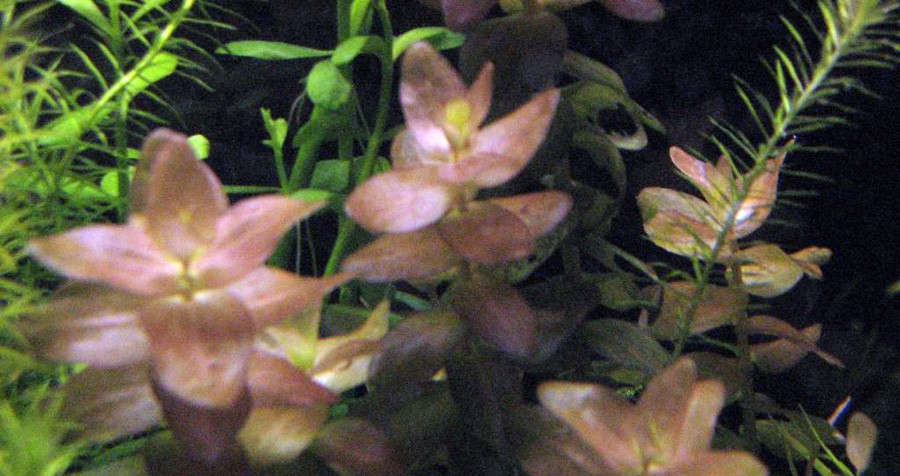 Bacopa sp. 'Colorata' 4