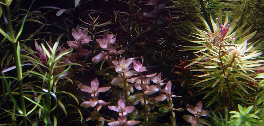 Bacopa sp. 'Colorata' 5
