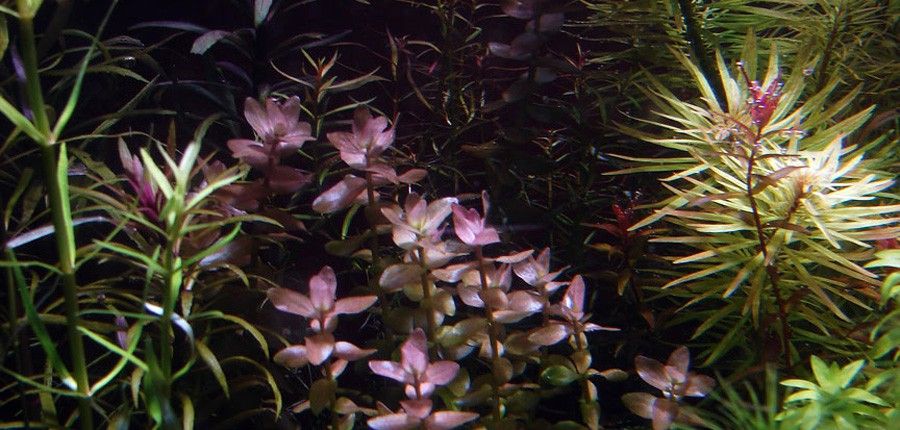 Bacopa sp. 'Colorata' 5