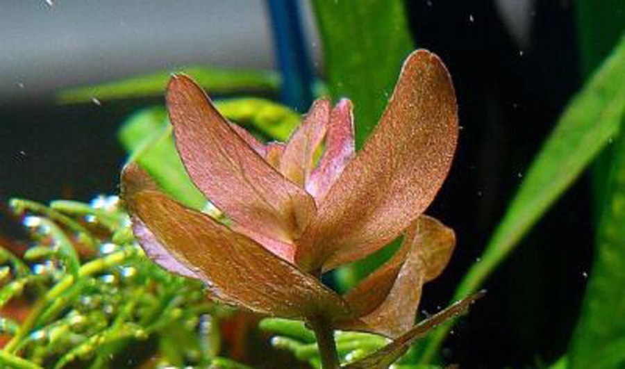 Bacopa sp. 'Colorata' 6