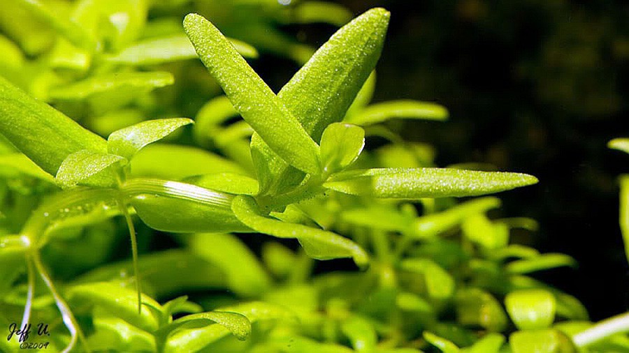 Bacopa sp. 'Japan'