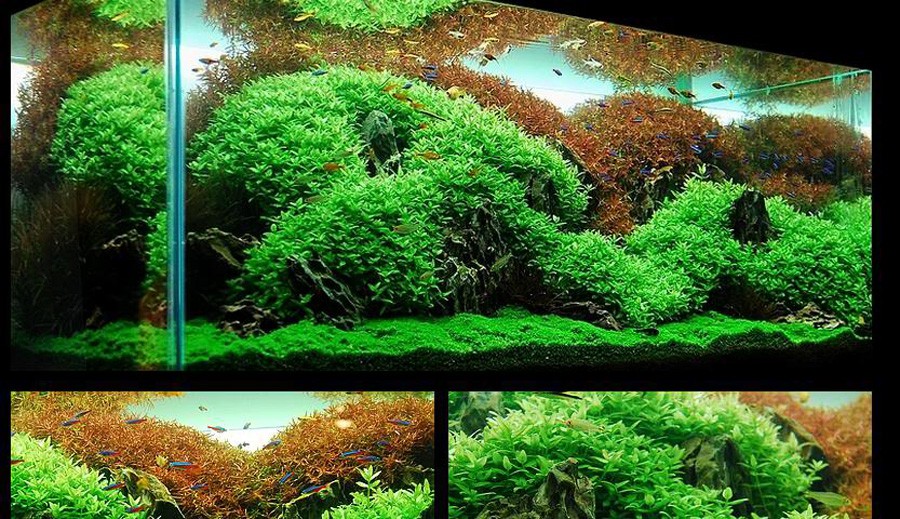 Bacopa sp. 'Japan' 2