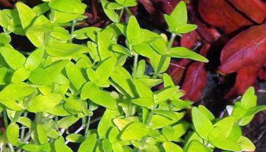 Bacopa sp. 'Japan' 3