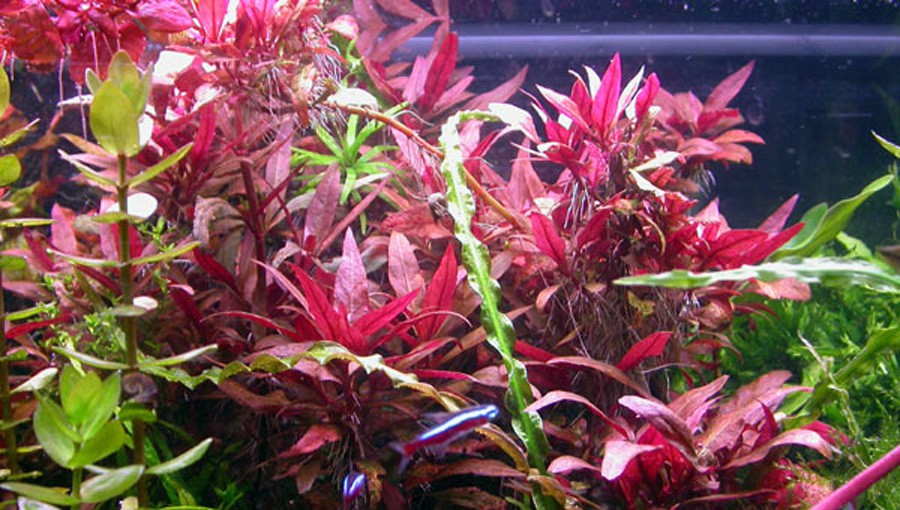 Bacopa sp. 'Japan' 4