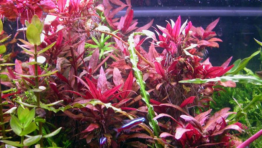 Bacopa sp. 'Japan' 4