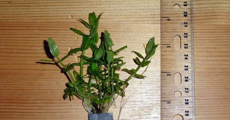 Bacopa sp. 'Japan' 5