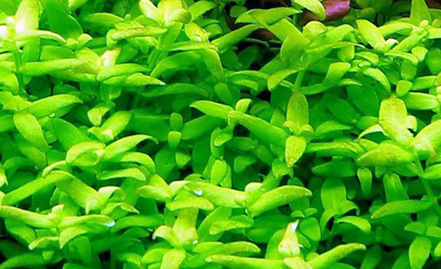 Bacopa sp. 'Japan' 6