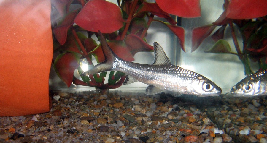 Balantiocheilos Melanopterus 2