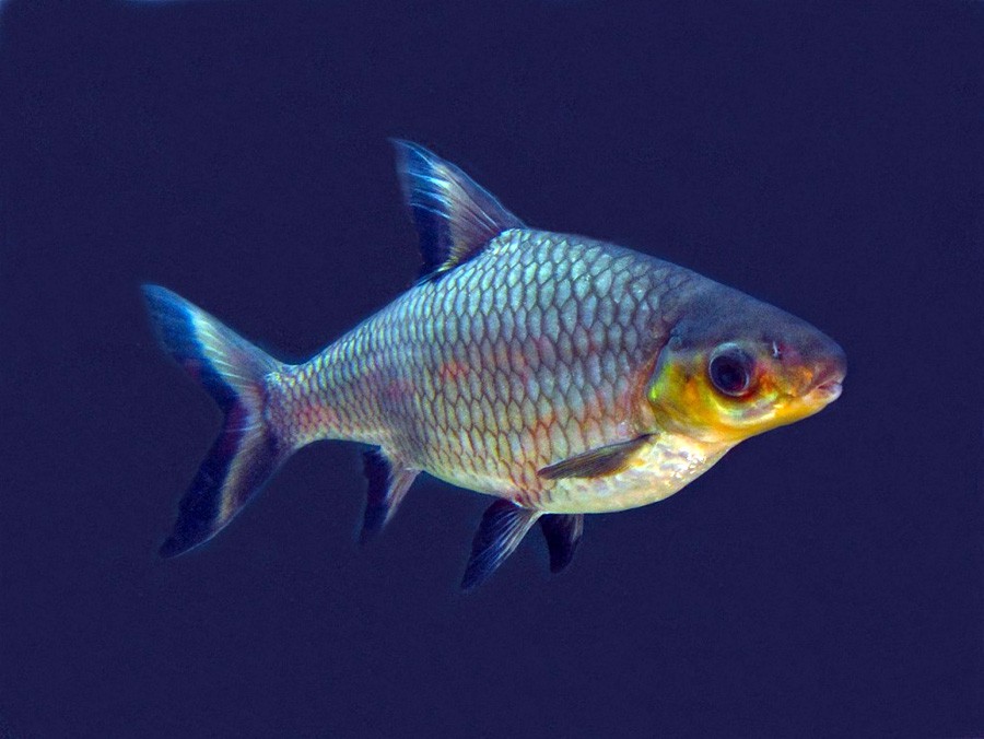 Balantiocheilos Melanopterus 3