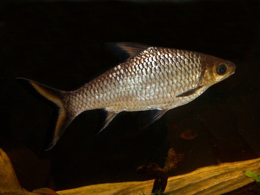 Balantiocheilos Melanopterus 4