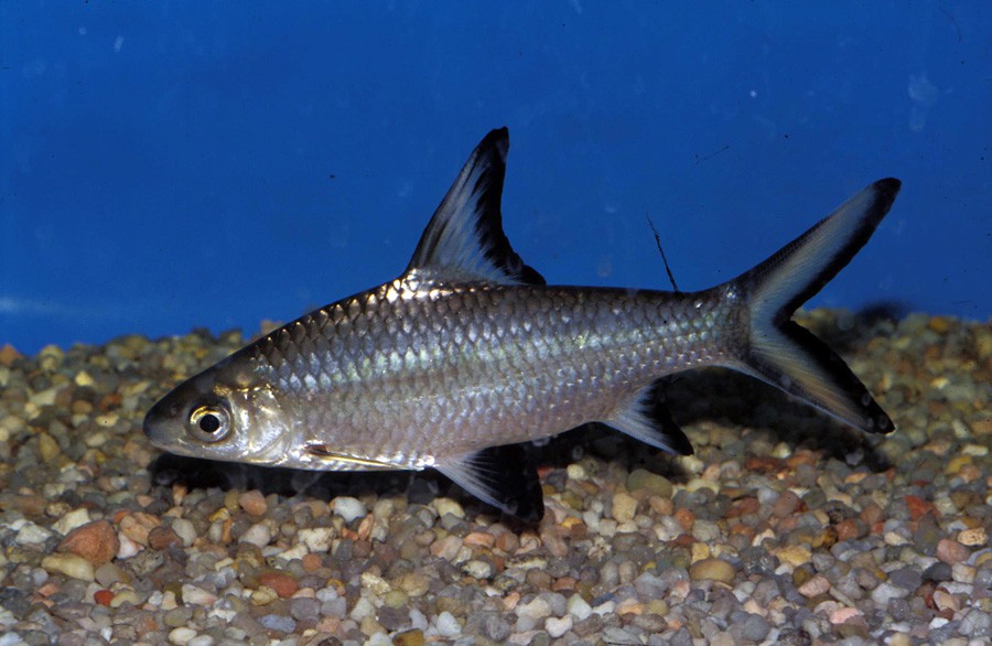 Balantiocheilos Melanopterus 5